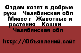 Отдам котят в добрые руки - Челябинская обл., Миасс г. Животные и растения » Кошки   . Челябинская обл.